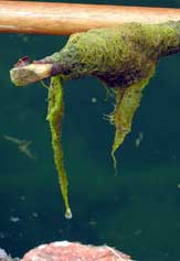 Green slime on the brickwork