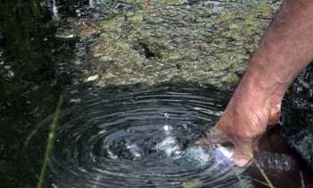 Torwood Blue Pool Water Sample